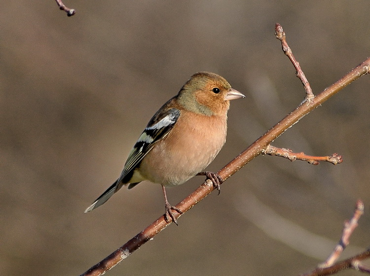 Fringuello  - Fringilla coelebs